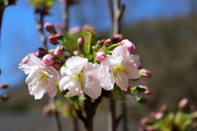 Prunus serrulata 'Amanogawa' - višeň pilovitá - květy
